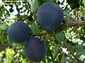 2007-0722damson